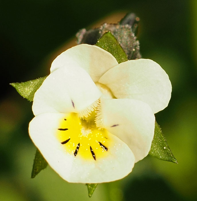 Acker-Stiefmütterchen, Viola arvensis Blüte